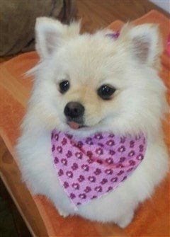 pomeranian-puppy-wearing-bandana